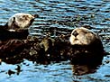 two sea otters feeding