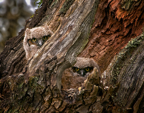 Watchful eyes - two great horned owl fledglings take a peek at photographer Donna Torres, who snapped this photo at Ridgefield National Wildlife Refuge in Washington.