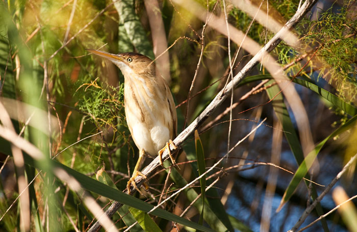 Least bittern within habitat in 2010 at Cibola National Wildlife Refuge, near Blythe, CA - Photo by Great Basin Bird Observatory - Amy Leist