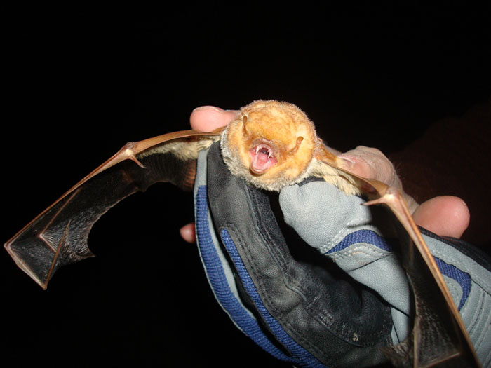 First red bat captured on the LCR at the Colorado River Indian Tribes 'Ahakhav Tribal Preserve, February 2009 - Photo by Reclamation