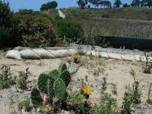 Revegetation at IR Site 30