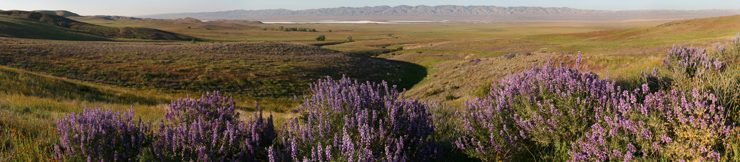 Carrizo Plain National Monument