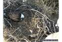 Eagle egg hatch in progress. // Photo Credit: USFWS