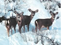 Black-tailed deer in snow