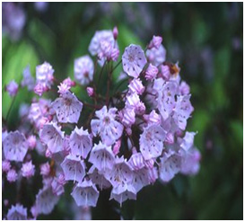 Connecticut State Flower