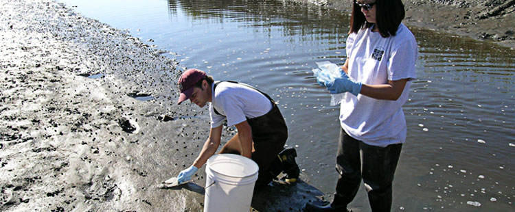 
      Field studies, such as this one in Leadenwah Creek in South Carolina, examine sediments for the
      distribution and concentration of over 100 chemical contaminants. We also assess the condition
      of bottom-dwelling invertebrates to create a comprehensive picture of the habitat's health.
    