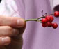 [photo:] hand holding twig with berries