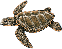 Loggerhead Turtle