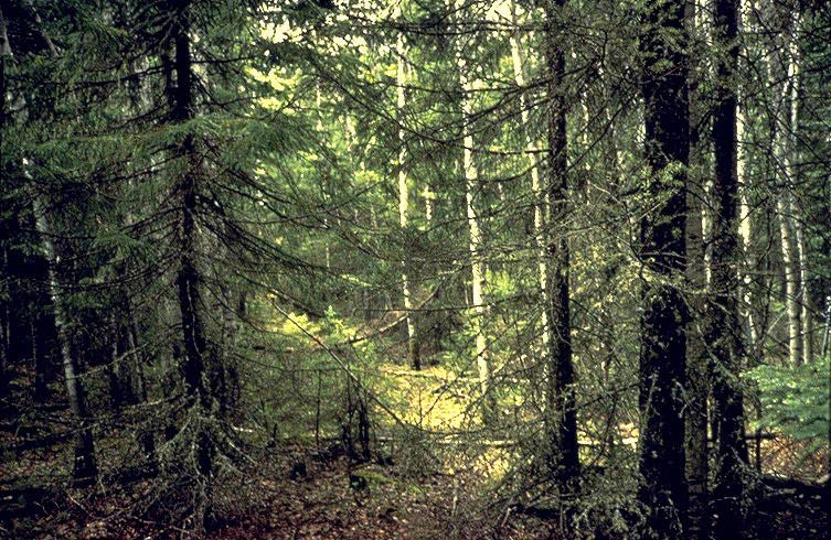 typical ground-level view of evergreen forest