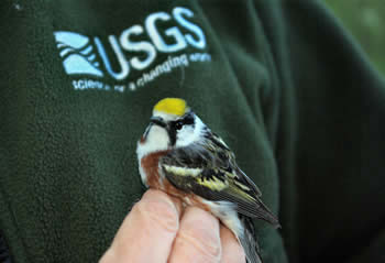 Chestnut sided warbler (photo: Jennie Sauer, USGS, 2008)