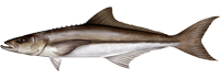 Cobia