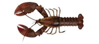 American lobster