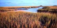 Spartina alterniflora grass