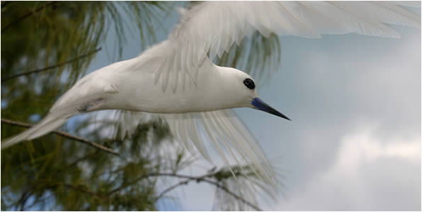 White Tern