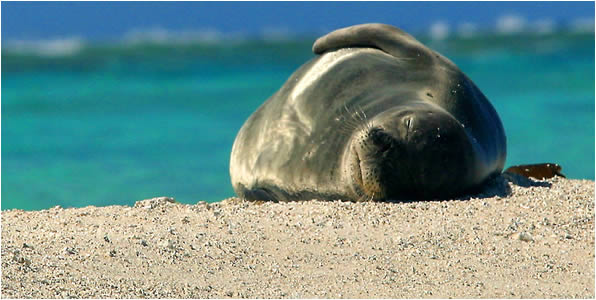 Monk Seal