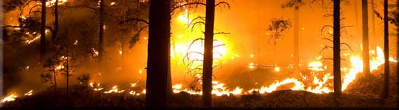 Night Burn Operation in Division T on the 2011 Las Conchas Fire.   Photo by Kari Greer 