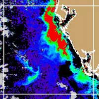 Satellite image showing high concentration of chlorophyll over a large area warning scientists of potential HAB activity