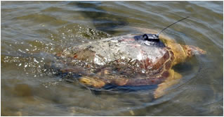 tagged loggerhead turtle