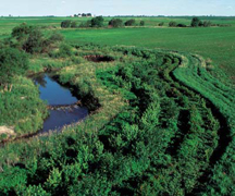 Rows of green trees from obligue aerial view, along blue stream