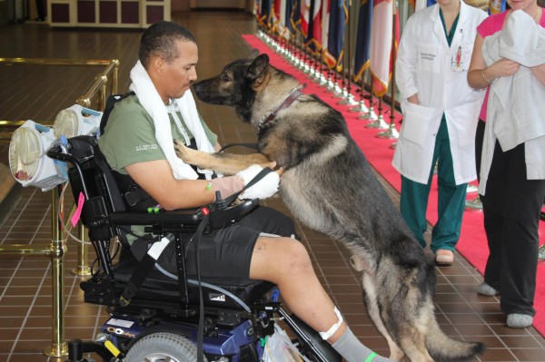 Staff Sgt. Brian Williams and his military working dog Carly greet each other at Walter Reed National Military Medical Center in Bethesda, Md.