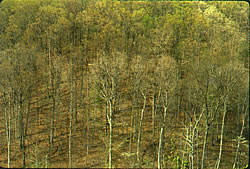 Upland oaks on Vinton-Furnace Experimental Forest