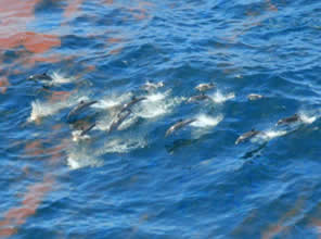 Dolphins swimming in surface oil