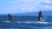 Humpback whales