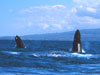 Humpback whales