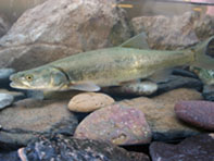 Colorado pikeminnow