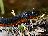 copperbelly water snake