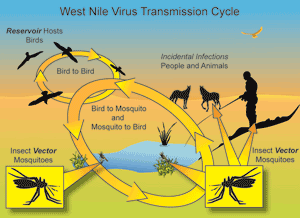 Image shows the West Nile Virus Transmission Cycle. Birds are the reservoir hosts and  the virus can be transmitted from bird to bird, bird to mosquito, and mosquito to bird. Additionally, mosquitoes can transmit the virus to people and animals.