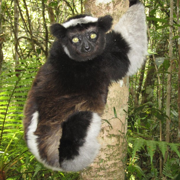 Native to Madagascar, this is an indri, one of the largest living lemurs in the world. (Photo: Meredith Barrett)