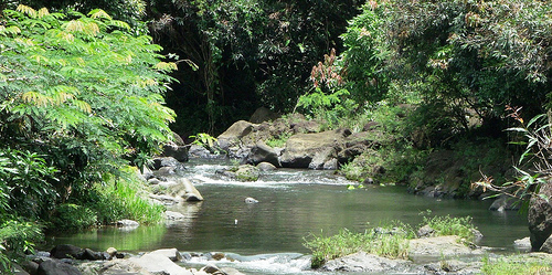 El Yunque National Forest in Puerto Rico. At 28,000 acres, it’s the smallest national forest and the only tropical rain forest the Forest Service owns, boasting the greatest biodiversity among national forests. 