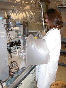 A USGS scientist prepares a sample to test the effect of antibiotics on denitrifying bacteria within a glove box. A glove box allows scientists to work with samples in an anaerobic (no oxygen) atmosphere, the conditions under which denitrification occurs. Photo credit: Jennifer C. Underwood, USGS