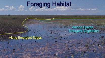 Photo of a typical snail kite foraging habitat in Everglades. 