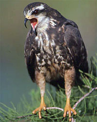 Photo of a female snail kite. 