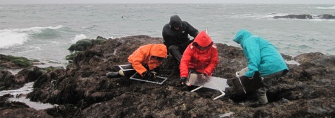Farallon Island Monitoring Team