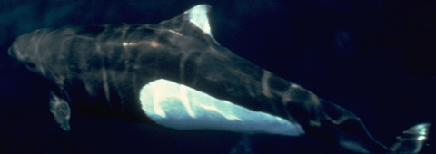 Dall's Porpoise