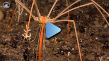 Creatures of the Deep, Sea Spider still shot