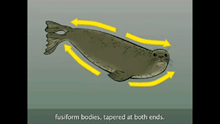 Seal Anatomy video screen capture