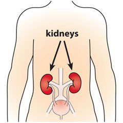 Graphic of a person with arrows pointing to the kidneys