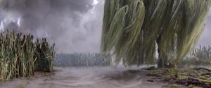A weeping willow and swampy region in a blustery storm.