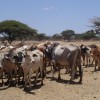 Pastoralist with his herd on the way to market.