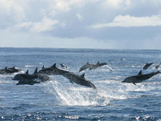 Dolphins