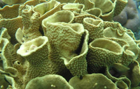 Turbinaria reniformis coral