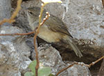 Nihoa Millerbird.