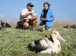 Short-Tailed Albatross