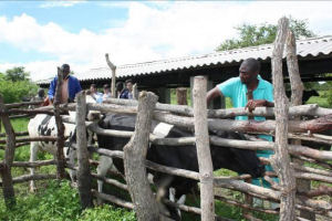 A vet vaccinating cows