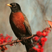 American Robin