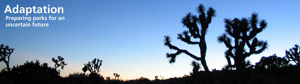 Joshua Trees